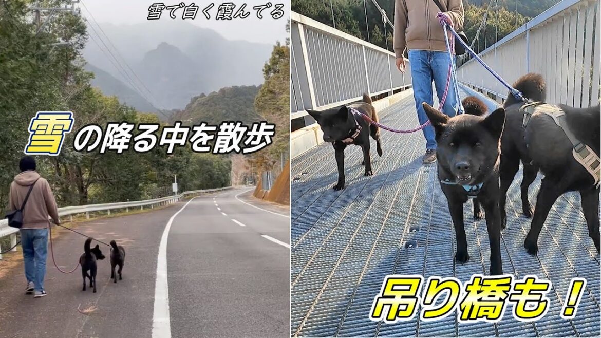 【甲斐犬】珍しく雪が降る中を散歩！※積もる程じゃありませんw
