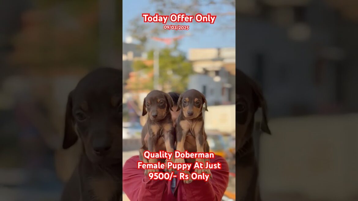 Quality Doberman Female Puppy Available At Just 9500/- Rs Only: 9324491877 #doberman #youtubeshorts