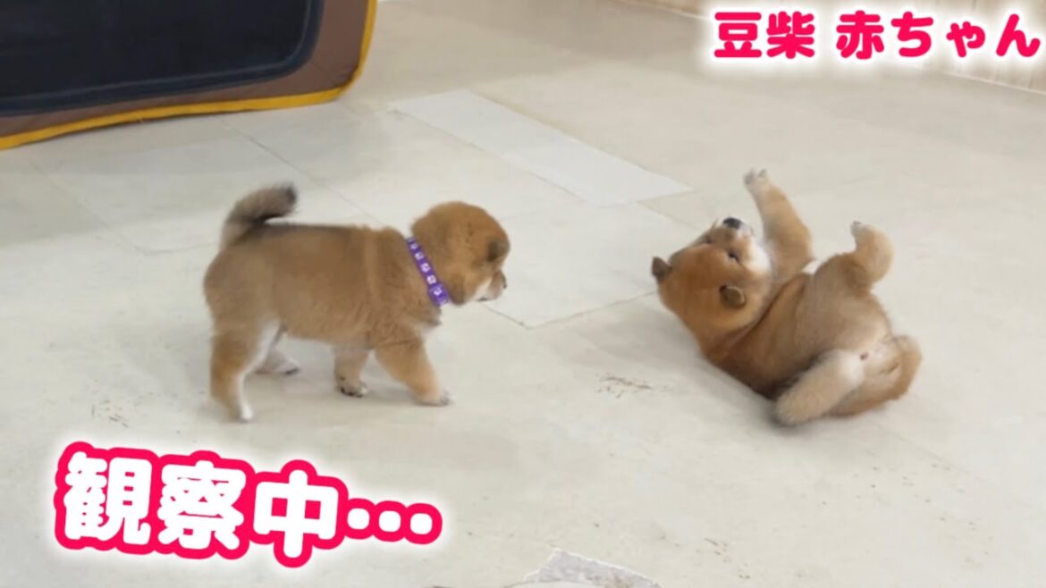 【豆柴犬】生後１ヶ月の赤ちゃんを定点カメラで観察したら面白すぎました！【子犬と癒し】まめしば亭ブログvlog