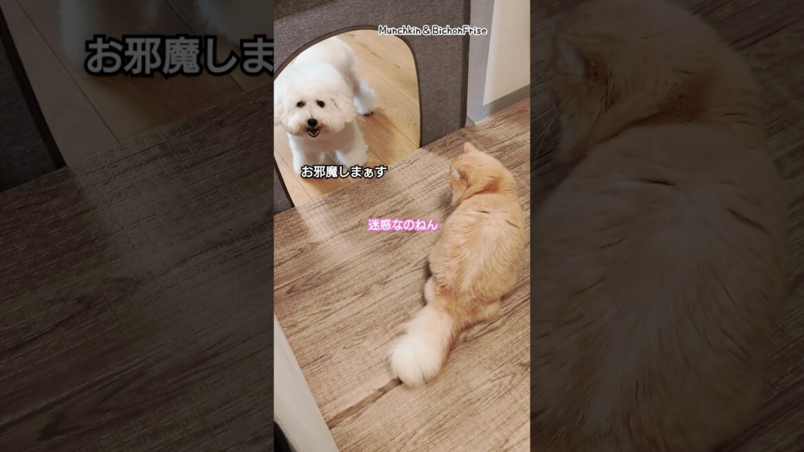 【ビションフリーゼ】歓迎されてないのに全く気にせずお邪魔しちゃうパリピなもふ犬 【犬と猫、両方飼ってると毎日かわいい♥】