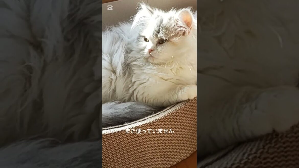 「猫との暮らし」mokoお迎えグッズ10選をテムで買いました！ #cat