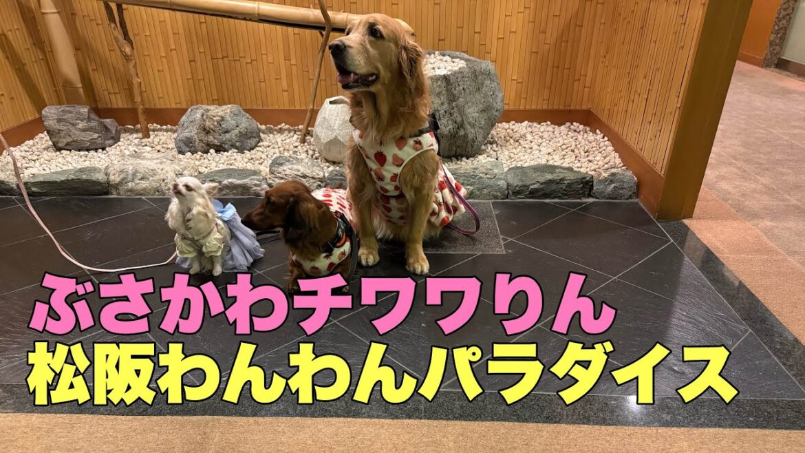 ぶさかわチワワりん。松阪わんわんパラダイスにてお友達と