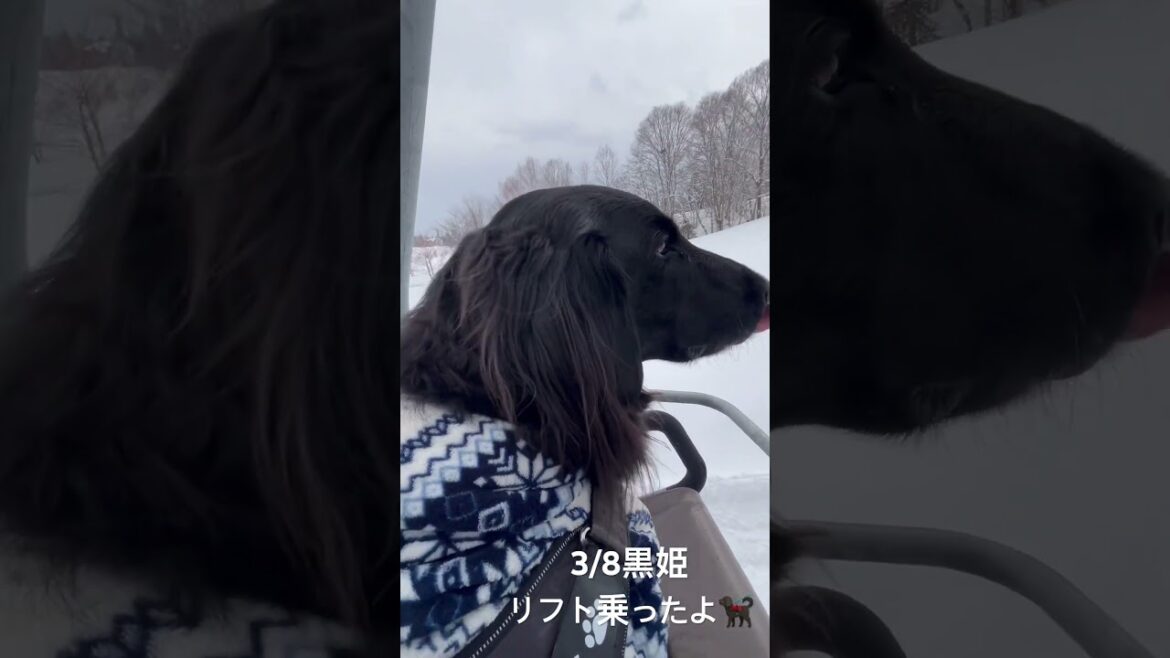 フラットコーテッドレトリバーBECK君　リフト乗る　#フラットコーテッドレトリバー #フラットコーテッドレトリーバー #フラッティ #黒犬 #大型犬