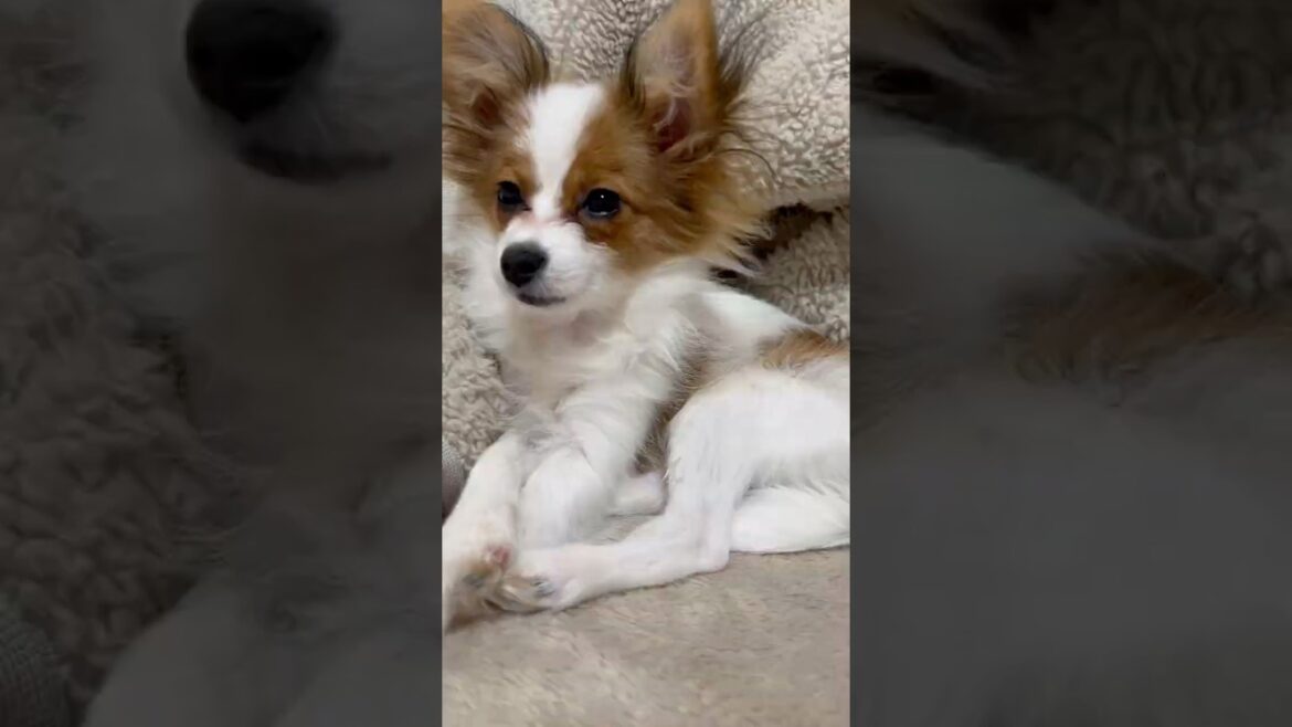 うとうとする犬　５ヶ月の子犬リーナ＃パピヨン#papillon＃可愛い犬