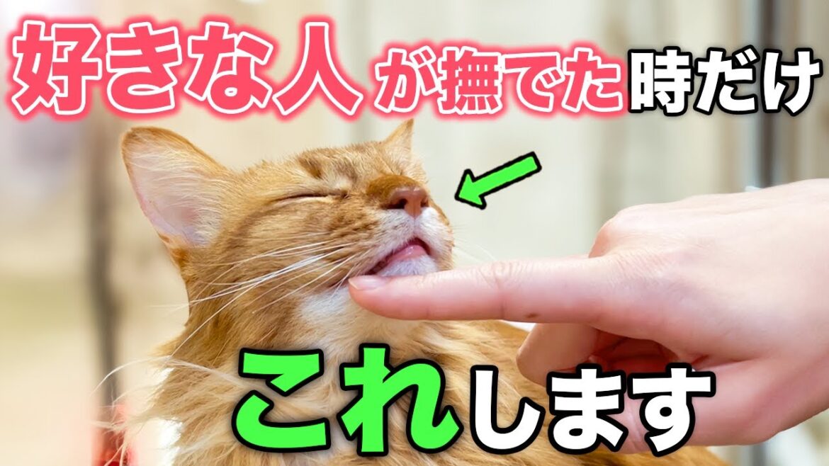 【完全版】好きな人に撫でられた時の猫の行動・しぐさ12選