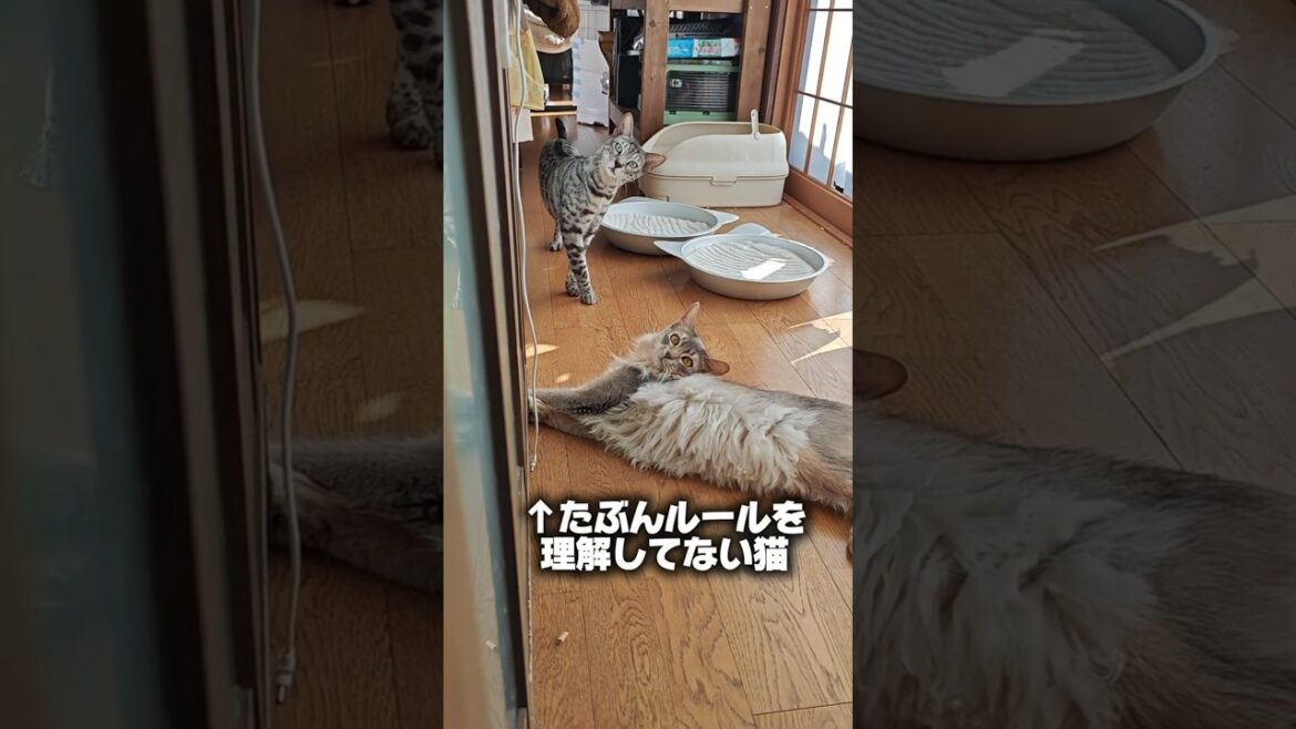 【猫動画】猫とだるまさんがころんだをやるも、いつまでたってもルールが理解できないソマリ　#cat  #cats #shorts #猫 #ねこ