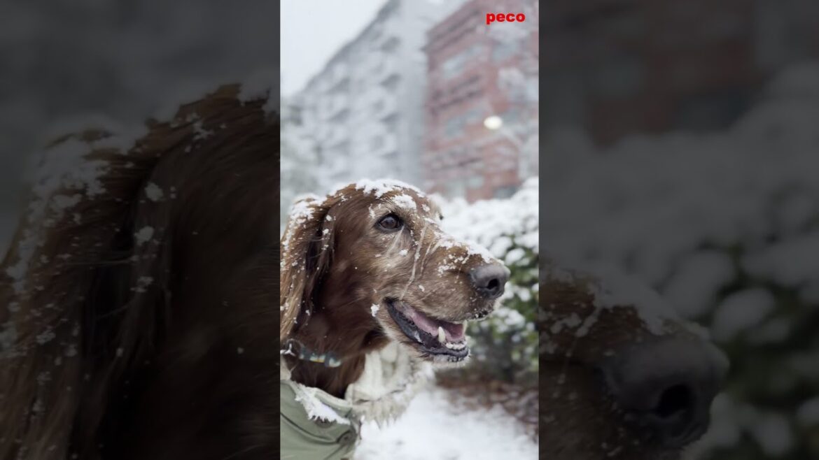 雪散歩（Snow Walk）  #shorts    （peco）　アイリッシュセター（アイリッシュセッター） Irish Setor（Irish Setter）