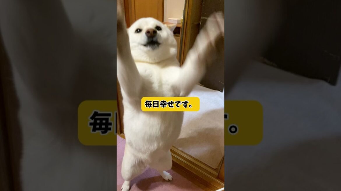 幸せを感じる瞬間っていつですか？#shorts #柴犬 #犬 #dog
