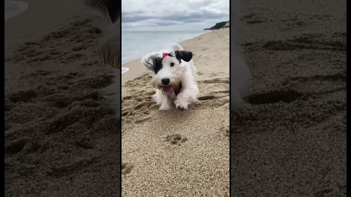 This Cute Puppy Will Melt Your Heart