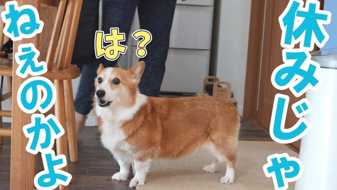 休日なのに父が仕事に行ってしまいいじけるコーギー犬