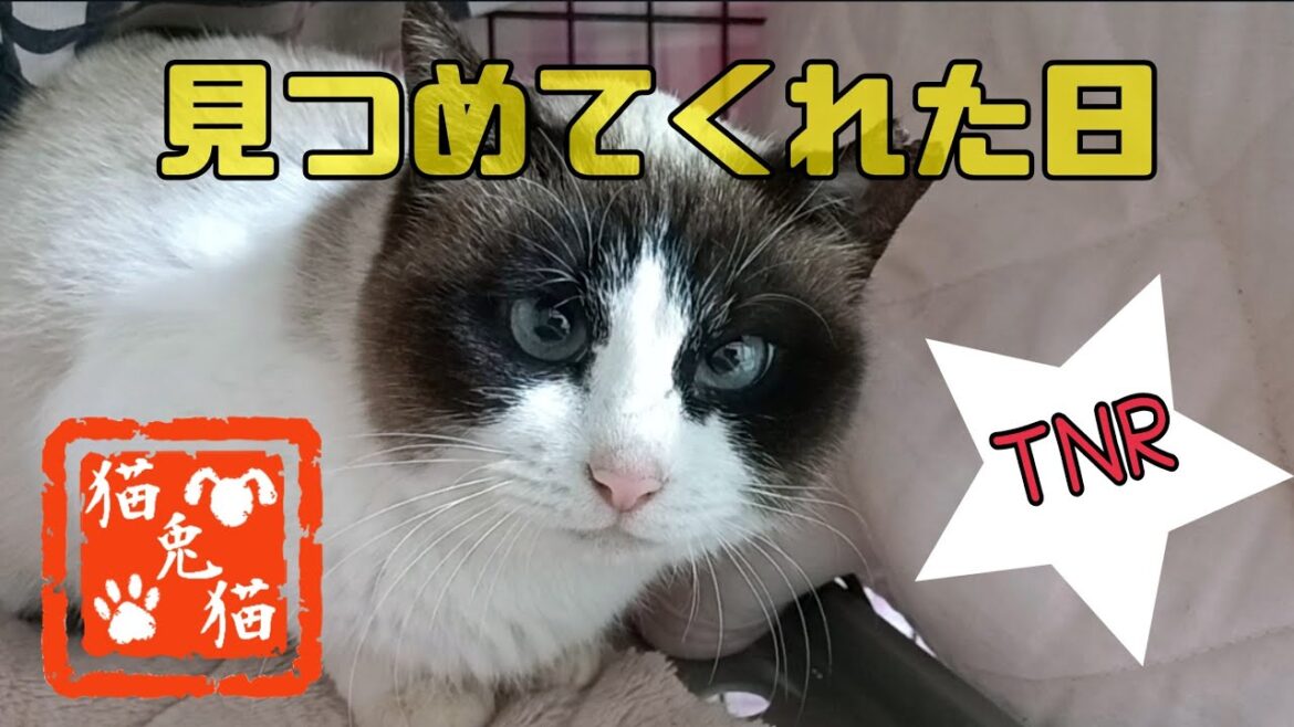 【TNR】🐈️リターン日🐈️シャムミックスちゃん #tnr #cat #スノーシュー猫 #子ネコ #猫のいる暮らし 【TNR】🐈️リターン日🐈️シャムミックスちゃん #tnr #cat #スノーシュー猫 #子ネコ #猫のいる暮らし