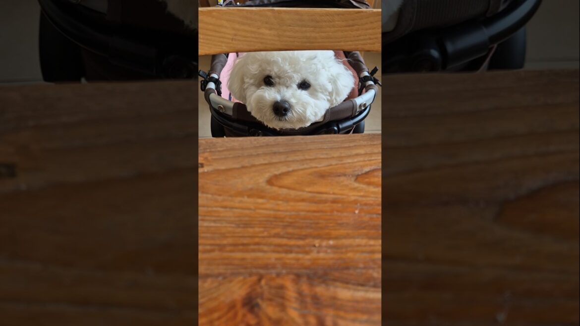 네가먼저빼라#미니비숑#강아지#릴리앤조이더빙#성우김서영더빙