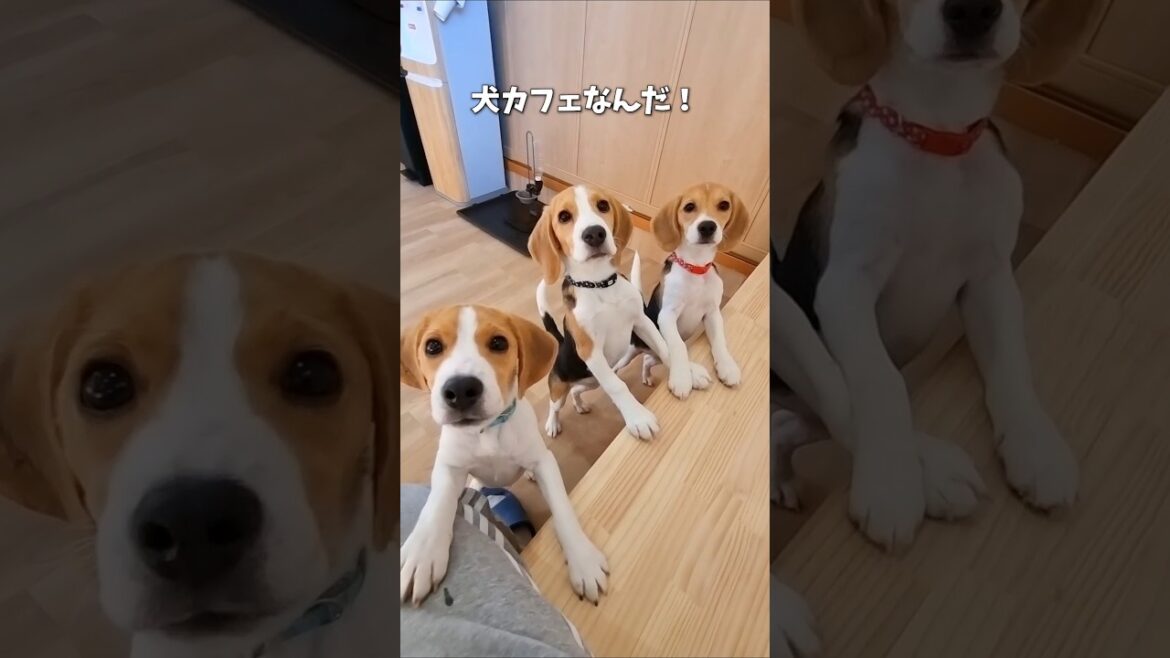 【岐阜】ビーグル専門の犬カフェがOPEN！