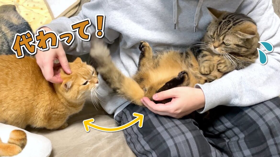 弟猫を可愛がっていたらいつの間にか兄猫とすり替わってました…！？