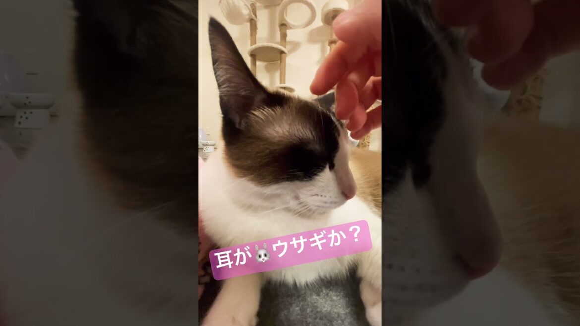 耳がうさぎみたいなシャム猫ってどう？ #shorts  #xfiles Cat with rabbit-like ears