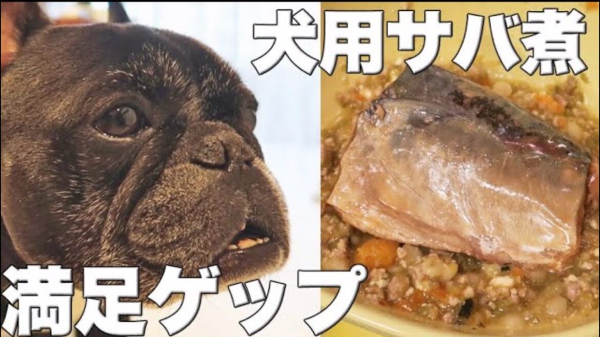 犬用サバ煮で盛大にゲップするフレンチブルドッグさん 犬用サバ煮で盛大にゲップするフレンチブルドッグさん
