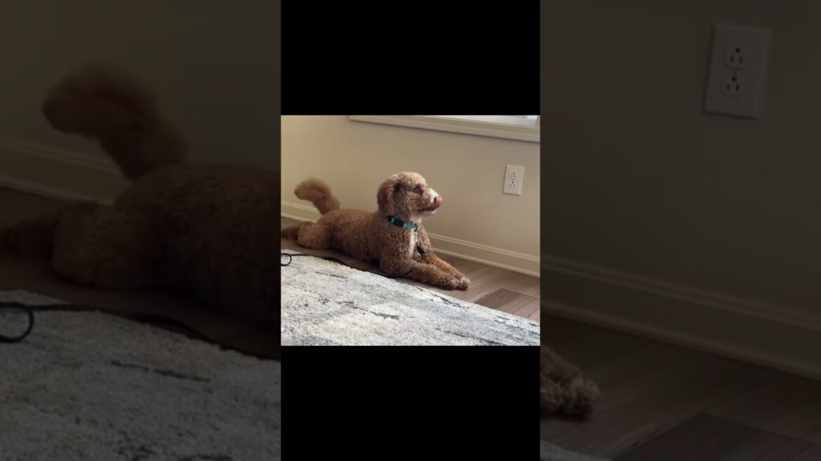 March 8, 2025#puppy #goldendoodle #minipoodles