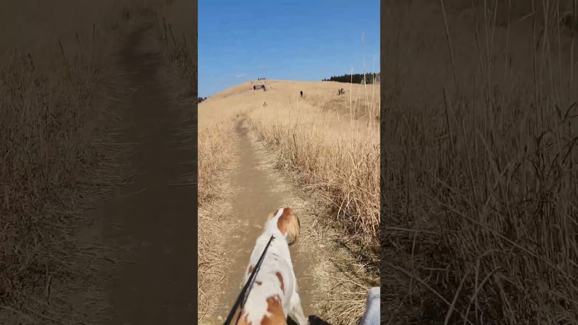 生石高原　#サルーキ #犬 #saluki #sighthound #dog