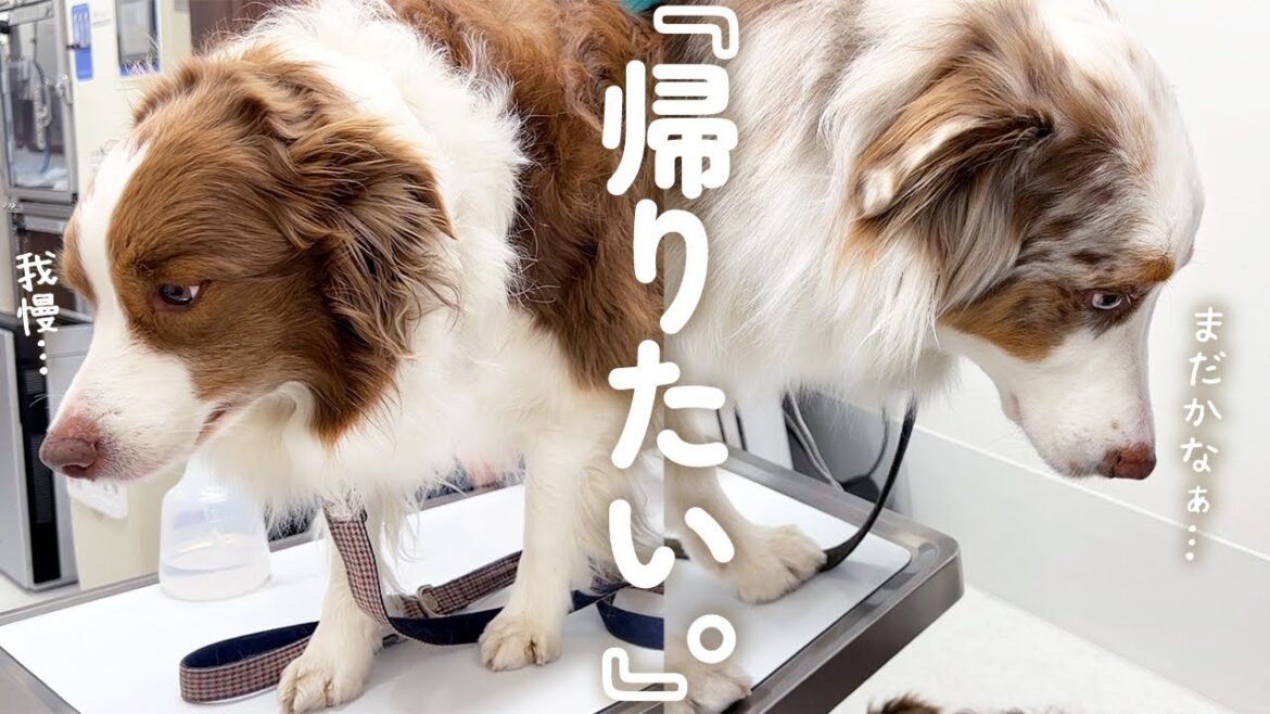 病院で診察台に上がったとたん虚無になってしまう姉弟犬がこちら・・・【ボーダーコリー・オーストラリアンシェパード】