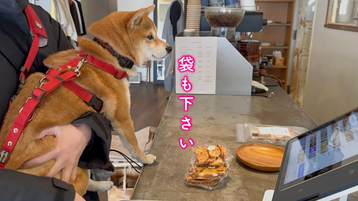 パン屋さんで購入した家族の大事なパンの袋詰めを最後まで見届けるしっかり者な柴犬が可愛い