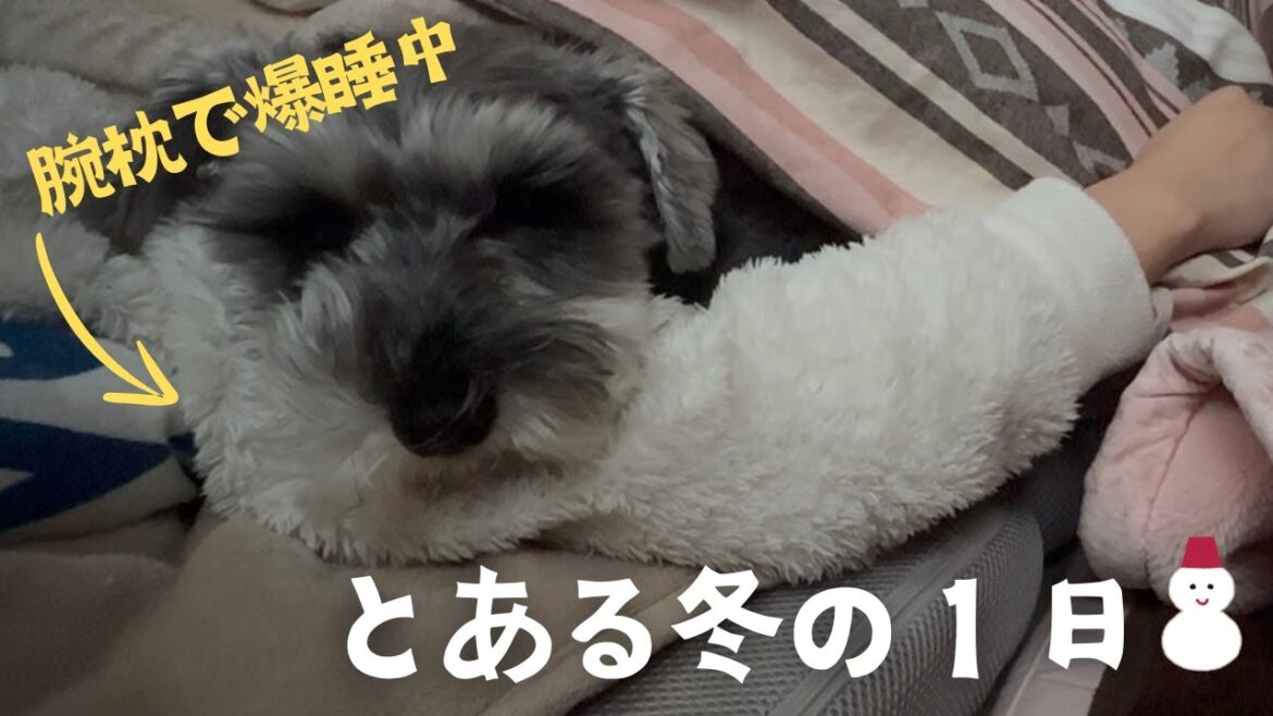 冬のとある休日:布団で寝るわんこ【ミニシュナのコノさんvlog】 冬のとある休日:布団で寝るわんこ【ミニシュナのコノさんvlog】