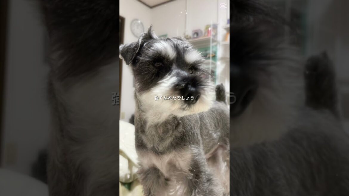 【ミニチュアシュナウザー】今日は3月9日。ボクの名前はレミオ。#レミオロメン #3月9日 #ミニシュナ部 #ミニシュナ #シュナのレミオ #いぬちゅーぶ #犬好きさんと繋がりたい