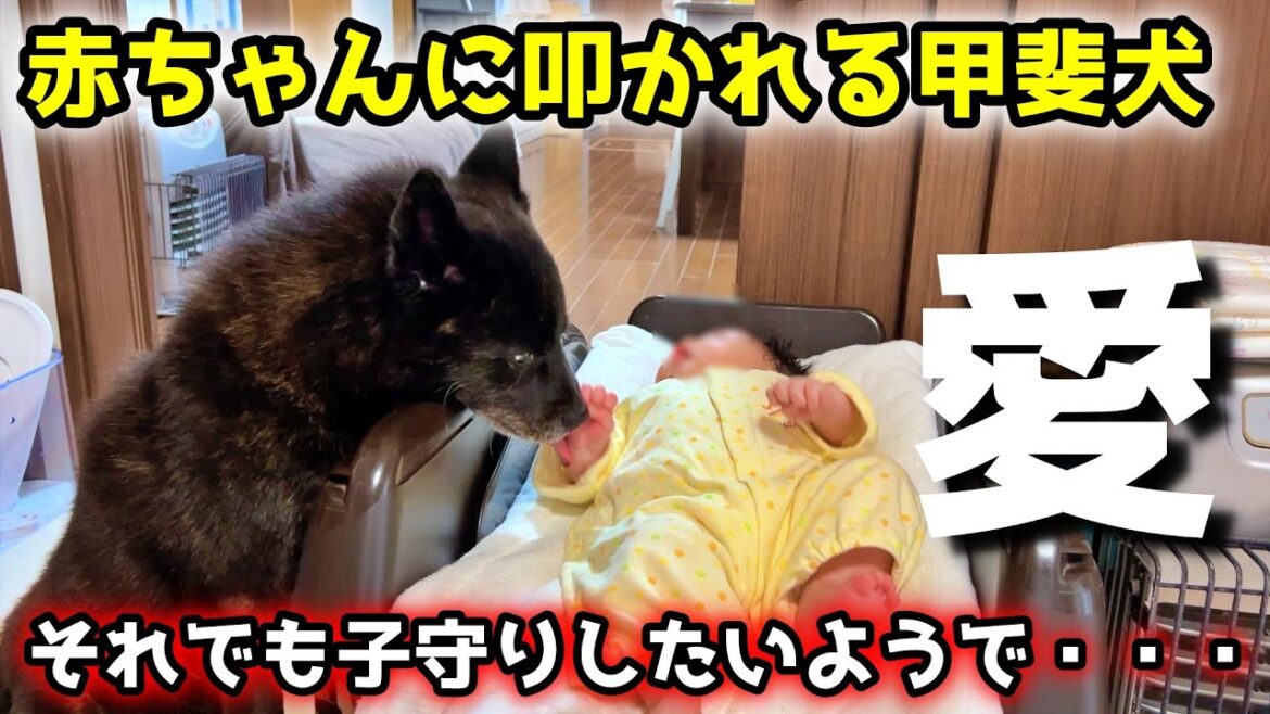 赤ちゃんと甲斐犬でお留守番したら子守りが献身的すぎてこうなりました 赤ちゃんと甲斐犬でお留守番したら子守りが献身的すぎてこうなりました