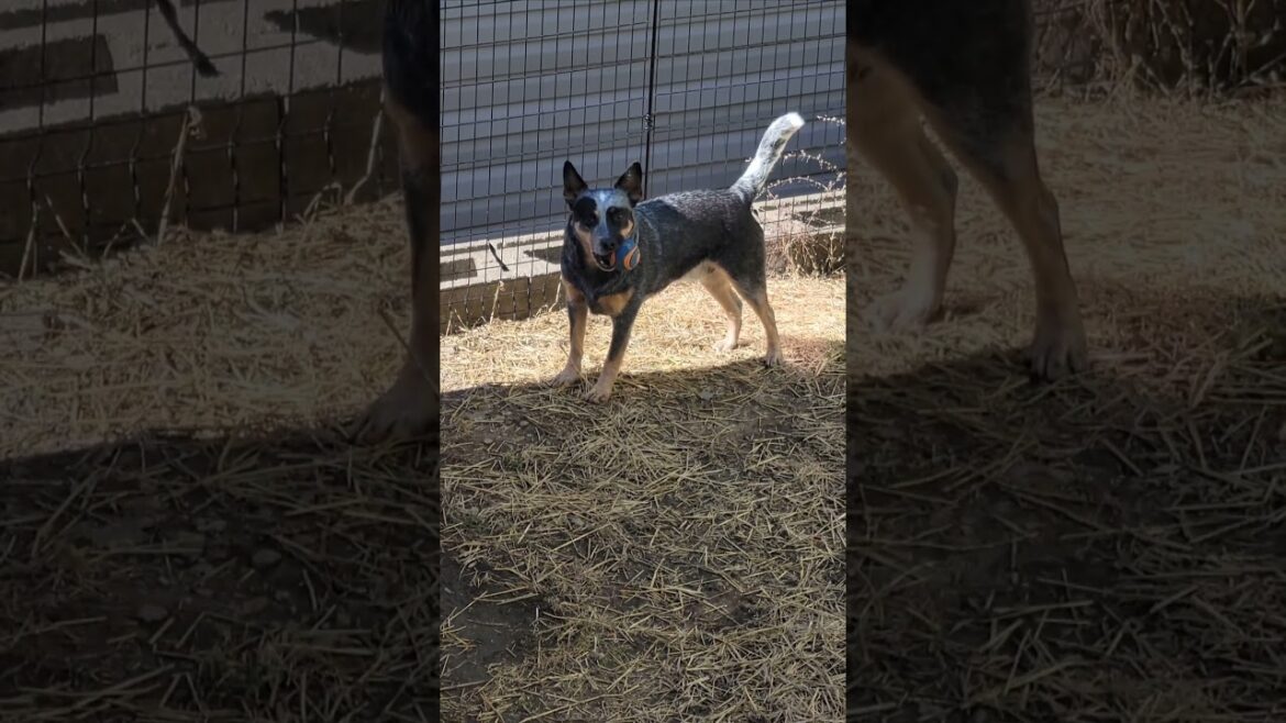 Is This Chuckit Morse Code? 😆 #blueheeler #australiancattledog #dogshorts