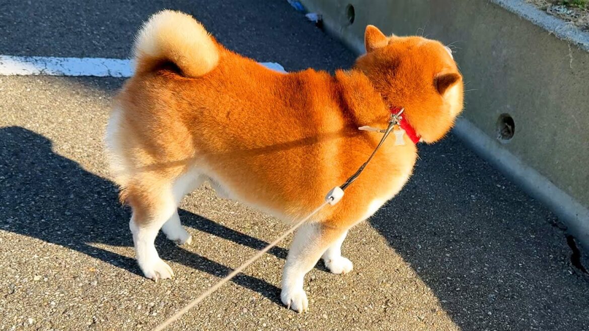 散歩が終わりそうになると、ちょこざいな時間稼ぎをする柴犬