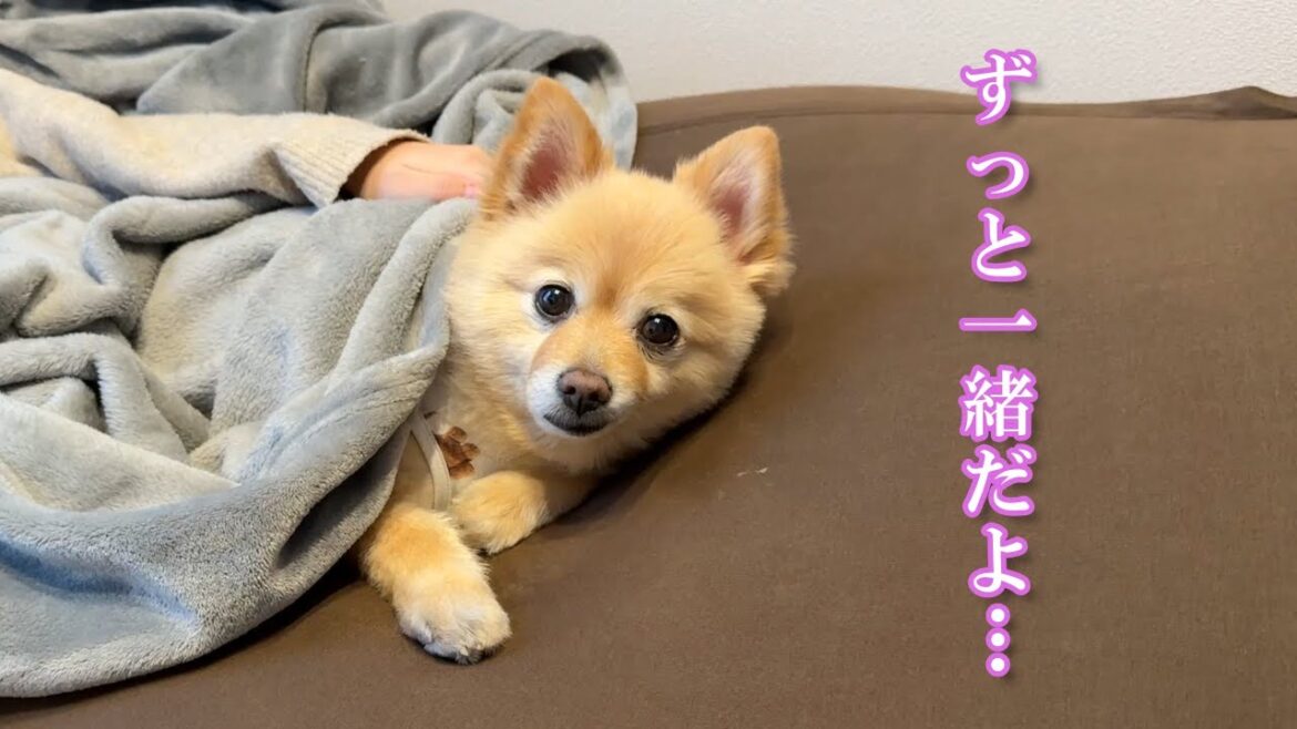 愛犬と幸せな時間が続きますように… 愛犬と幸せな時間が続きますように…