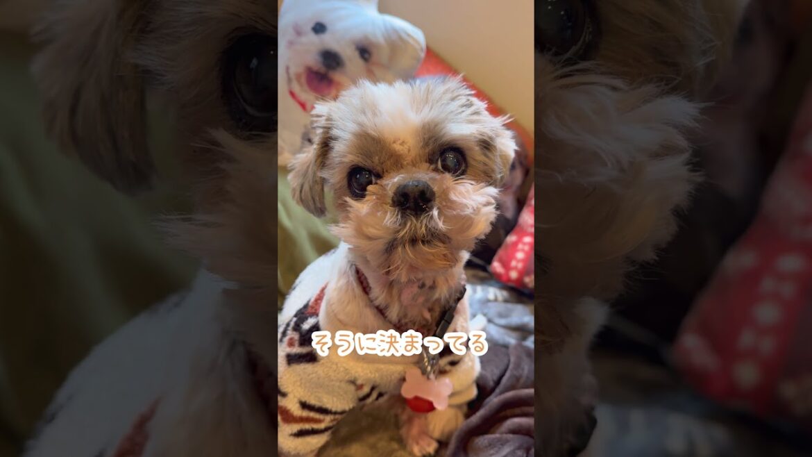 どこよ、それ🤣🐶#シーズー #いぬ #犬 #わんこ #イヌ どこよ、それ🤣🐶#シーズー #いぬ #犬 #わんこ #イヌ