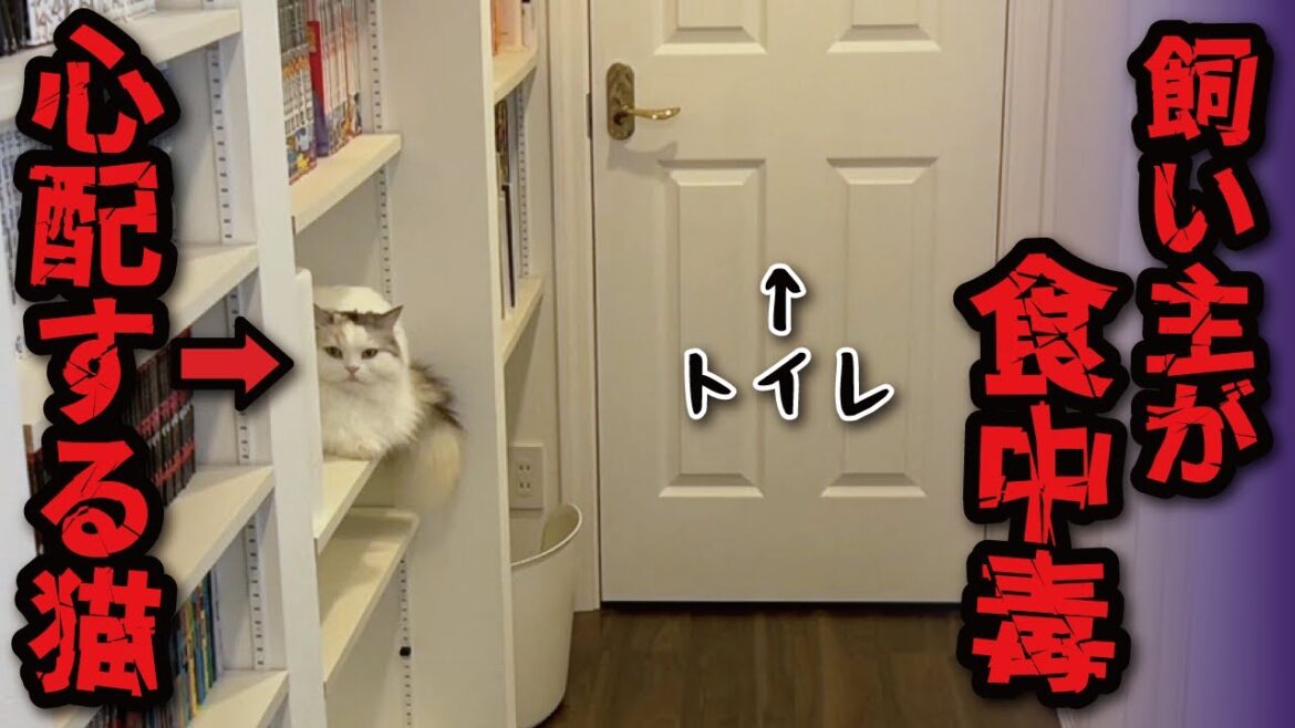 食中毒の飼い主をトイレの前で待ちつづける猫がこちら【関西弁でしゃべる猫】【猫アテレコ】