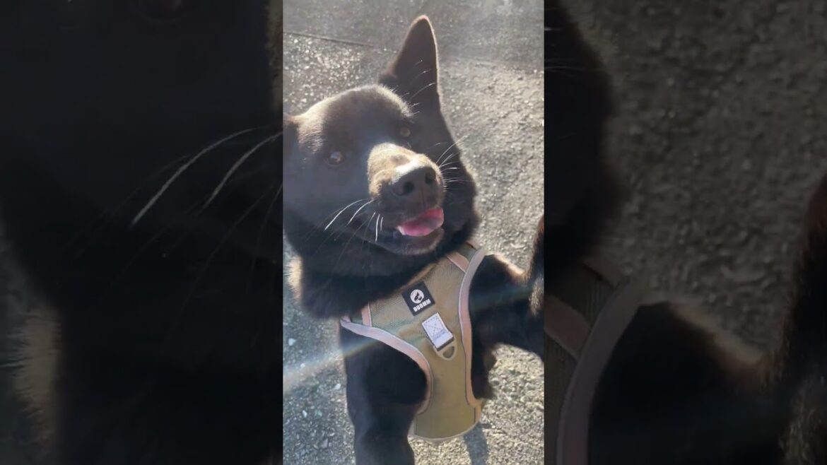 【甲斐犬】特技を一つ覚えた! 【甲斐犬】特技を一つ覚えた!