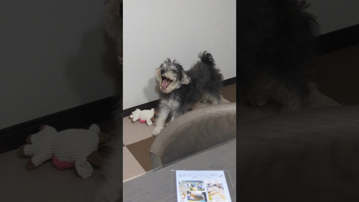 寝すぎて頭が回ってないミニシュナ #miniatureschnauzer #schnauzer #dog #シュナウザー #ミニチュアシュナウザー #犬のいる暮らし