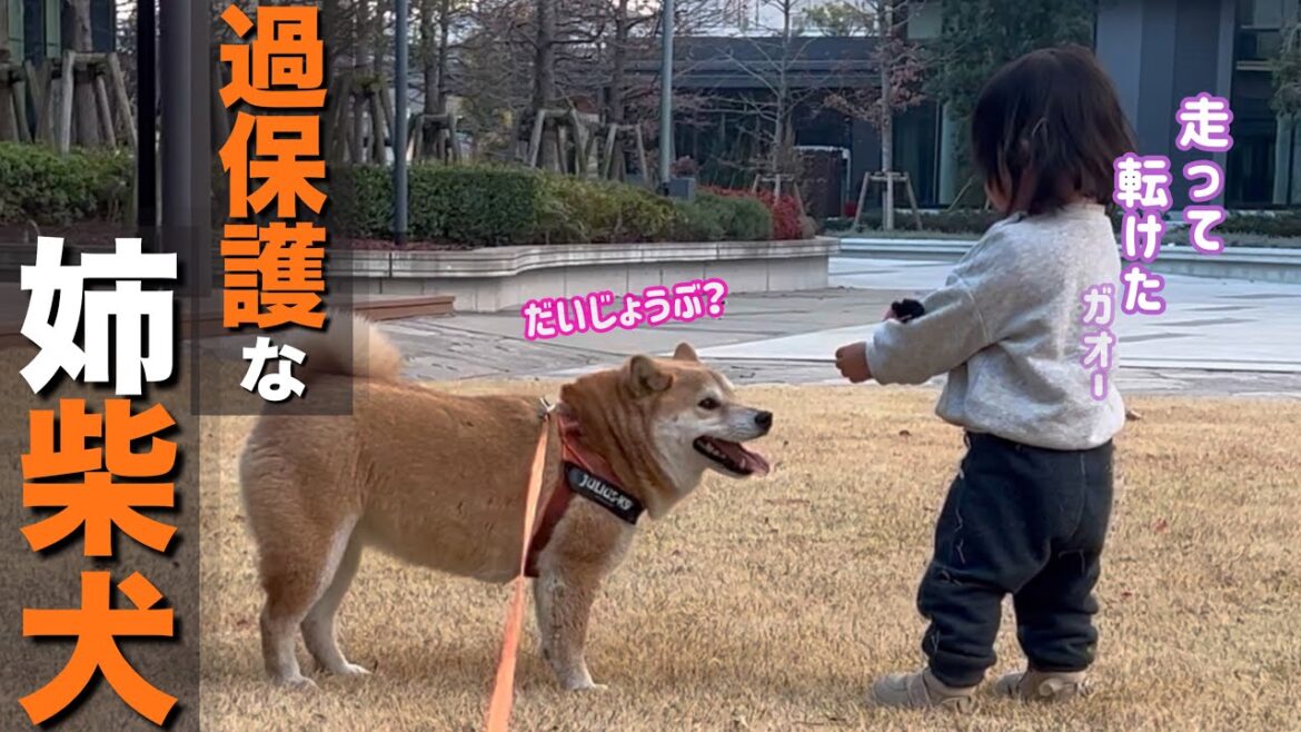 １歳児が転倒したら秒で駆け寄り、転け方の指導を熱心にする姉の柴犬