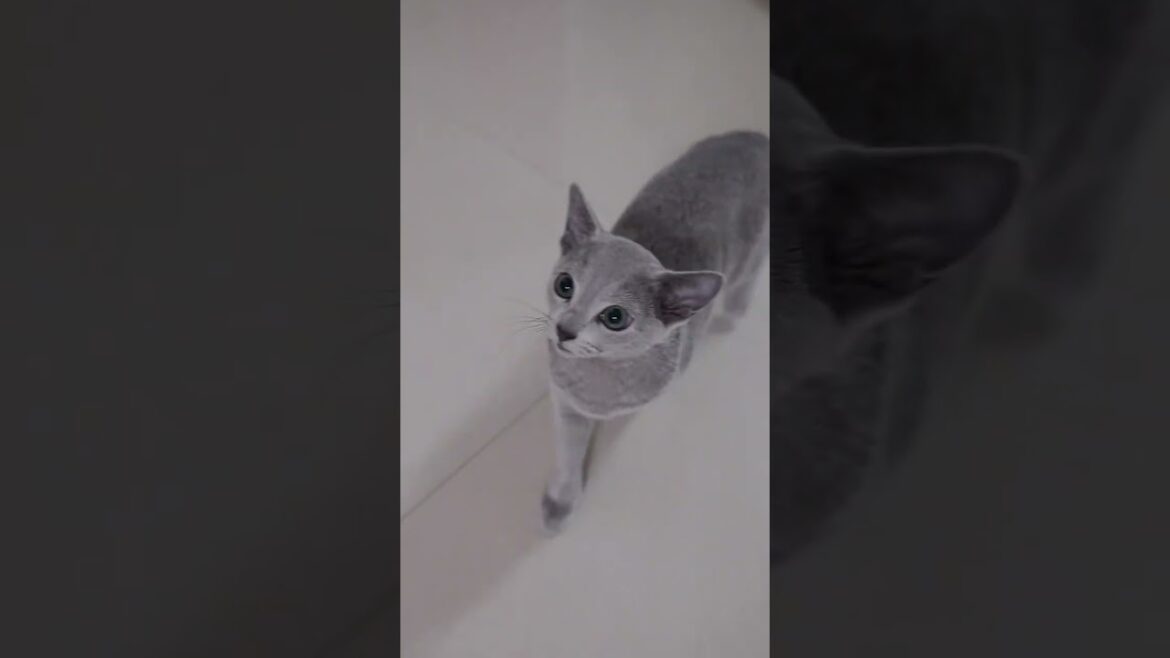 so Beautiful 😍 #cat  #pets  #shorts