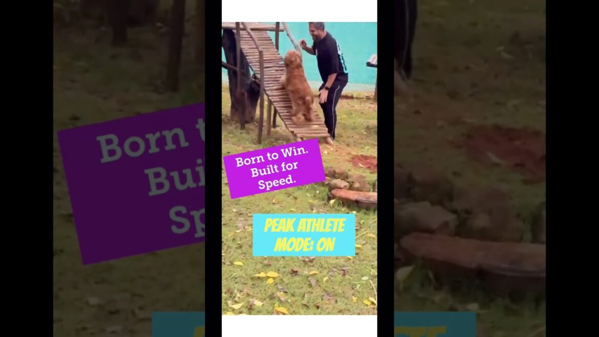 🚀 Athletic-ness: MAX LEVEL #athlete #cockerspaniel #doglover