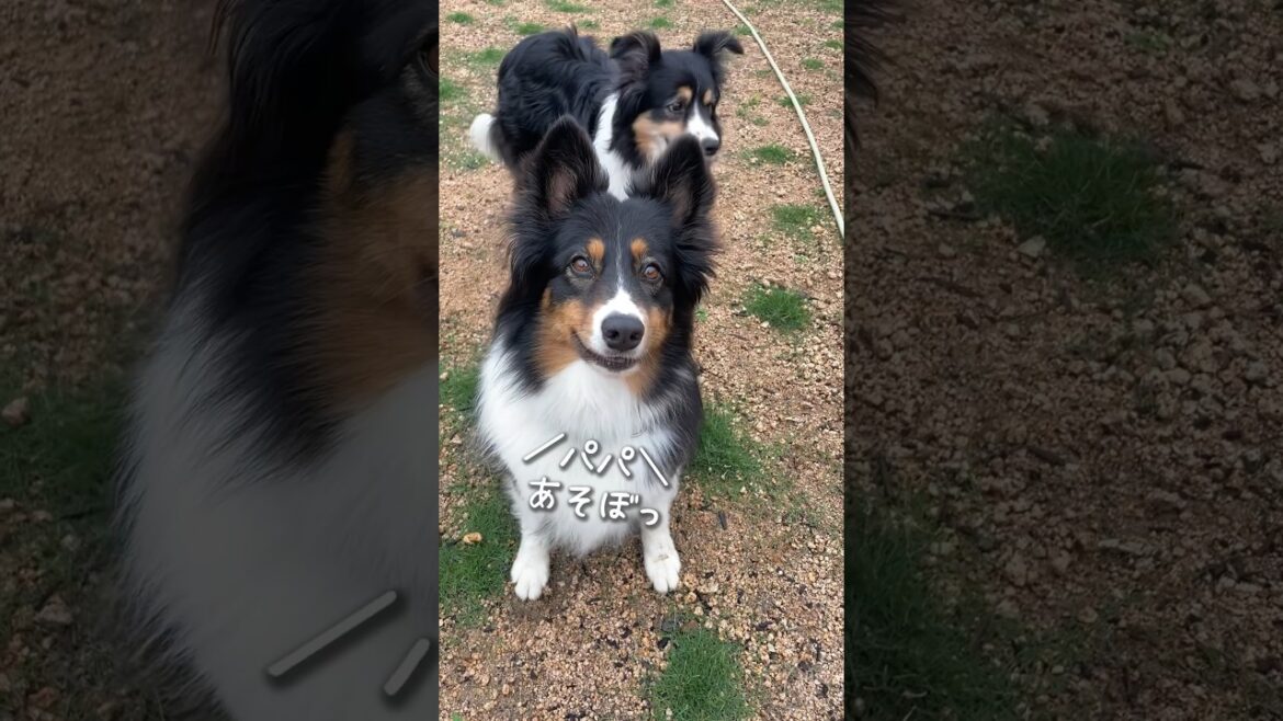上目遣いで遊んでアピールをするオゥシーが可愛い #ボーダーコリー #オーストラリアンシェパード #dog 上目遣いで遊んでアピールをするオゥシーが可愛い #ボーダーコリー #オーストラリアンシェパード #dog