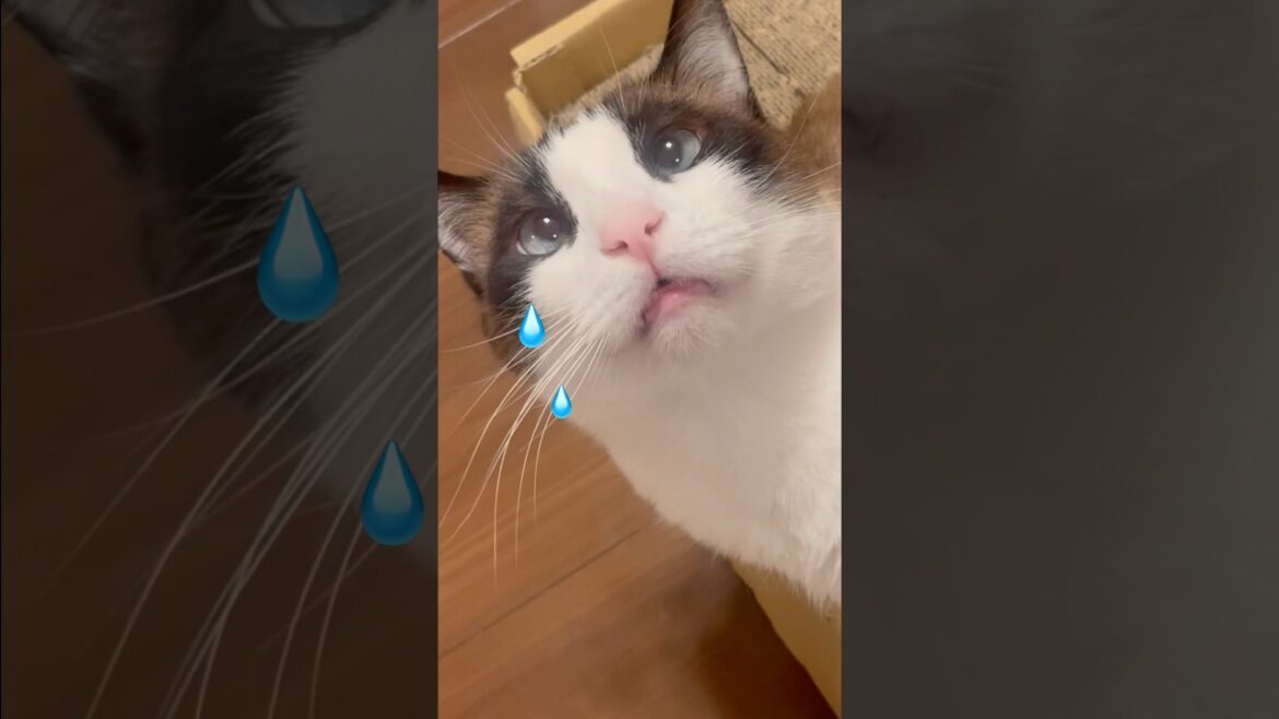 おやつおねだりなスノーシュー猫ケア #ねこ #ねこ動画 #おやつタイム #かわいい猫 おやつおねだりなスノーシュー猫ケア #ねこ #ねこ動画 #おやつタイム #かわいい猫