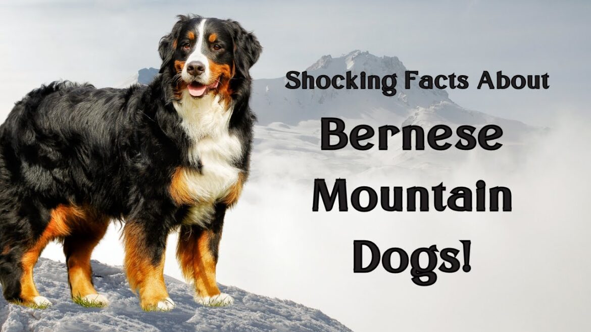 9 FACTS ABOUT Bernese Mountain Dog THAT YOU DON’T KNOW 9 FACTS ABOUT Bernese Mountain Dog THAT YOU DON'T KNOW