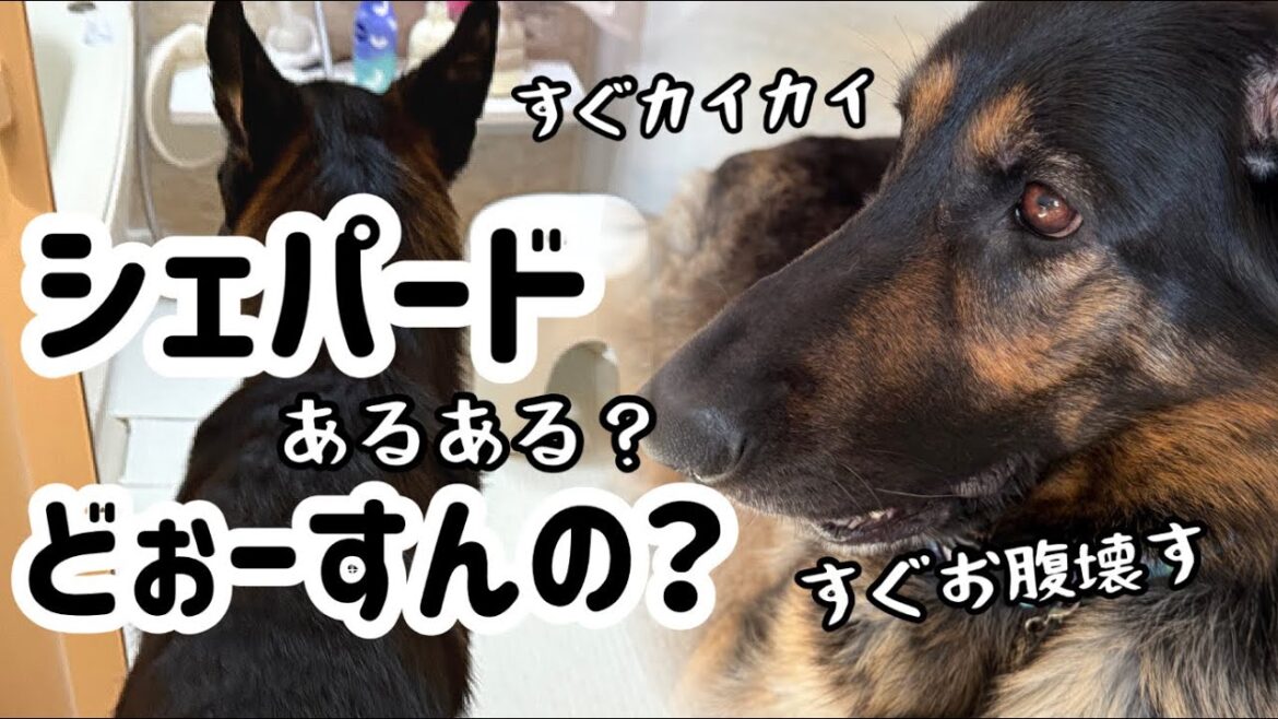 シェパードまろんの弱点は?あっちを立てればこっちが立たない。。。困ったねぇ🤔😶🌫️【ジャーマンシェパード】 シェパードまろんの弱点は?あっちを立てればこっちが立たない。。。困ったねぇ🤔😶🌫️【ジャーマンシェパード】