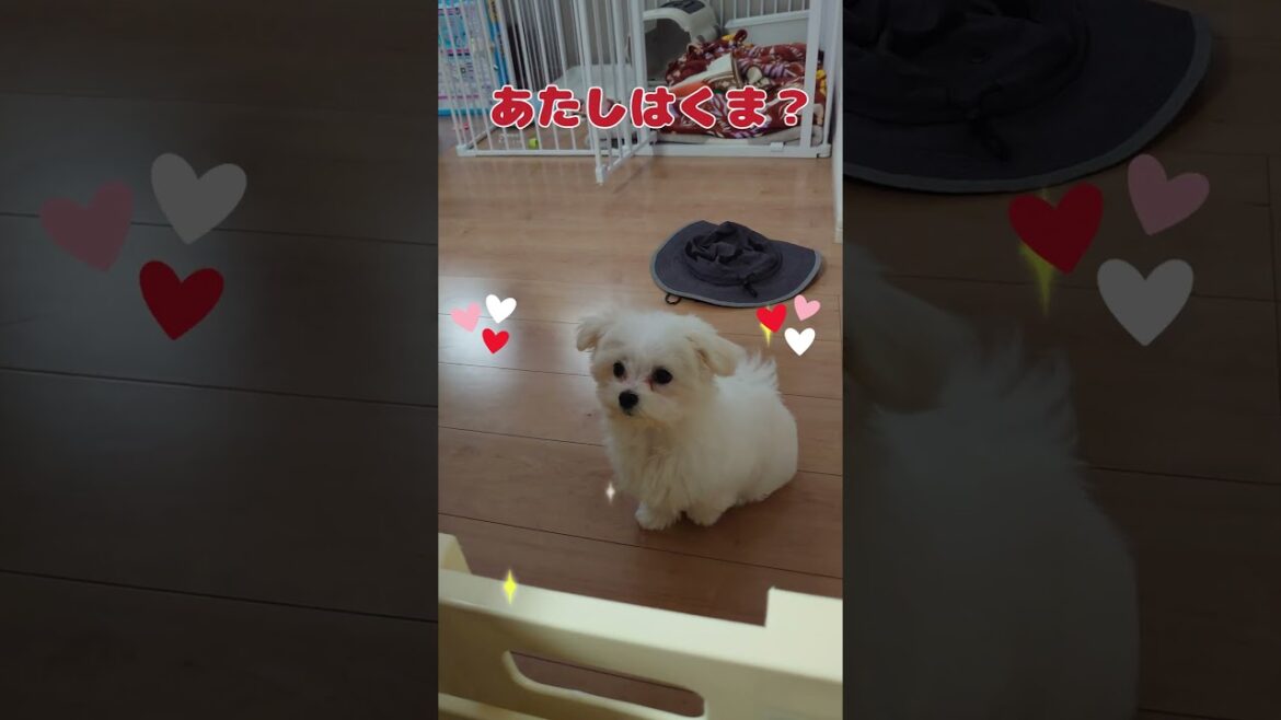 ももちゃんねる＃シロクマさん？#シニアと暮らすマルチーズパピー＃ #可愛い#トイプードル ＃歩く＃シニア＃ #犬のいる生活＃ご飯＃待つ #愛犬＃足＃ごめん＃しろくま#サークル #puppy #チワワ