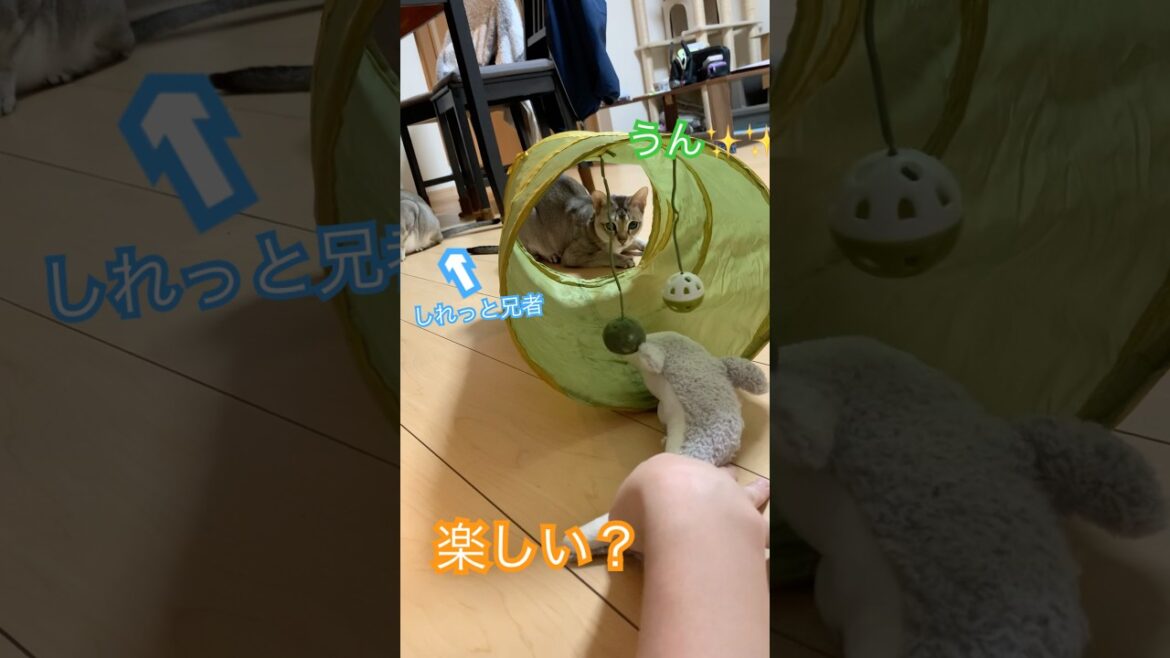 トンネル遊び　#シンガプーラ  #猫のいるくらし