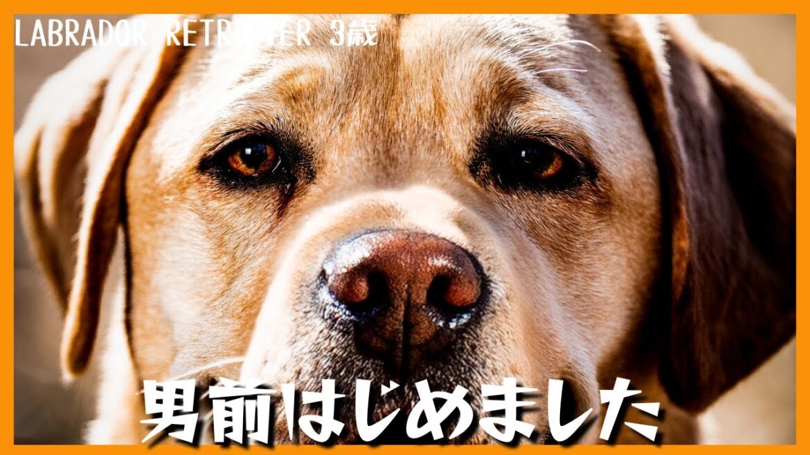 【ラブラドールレトリーバー】ワンちゃん専門出張撮影　Phodogs_WOEFってどんなとこ？＃出張野外撮影　＃アートフォト