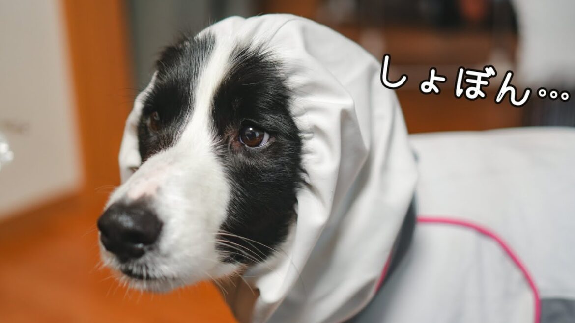 レインコートが嫌すぎるボーダーコリー…ほっかむりでしょぼーん(´・ω・`) レインコートが嫌すぎるボーダーコリー…ほっかむりでしょぼーん(´・ω・`)