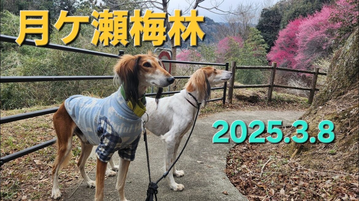 Saluki 月ケ瀬梅林