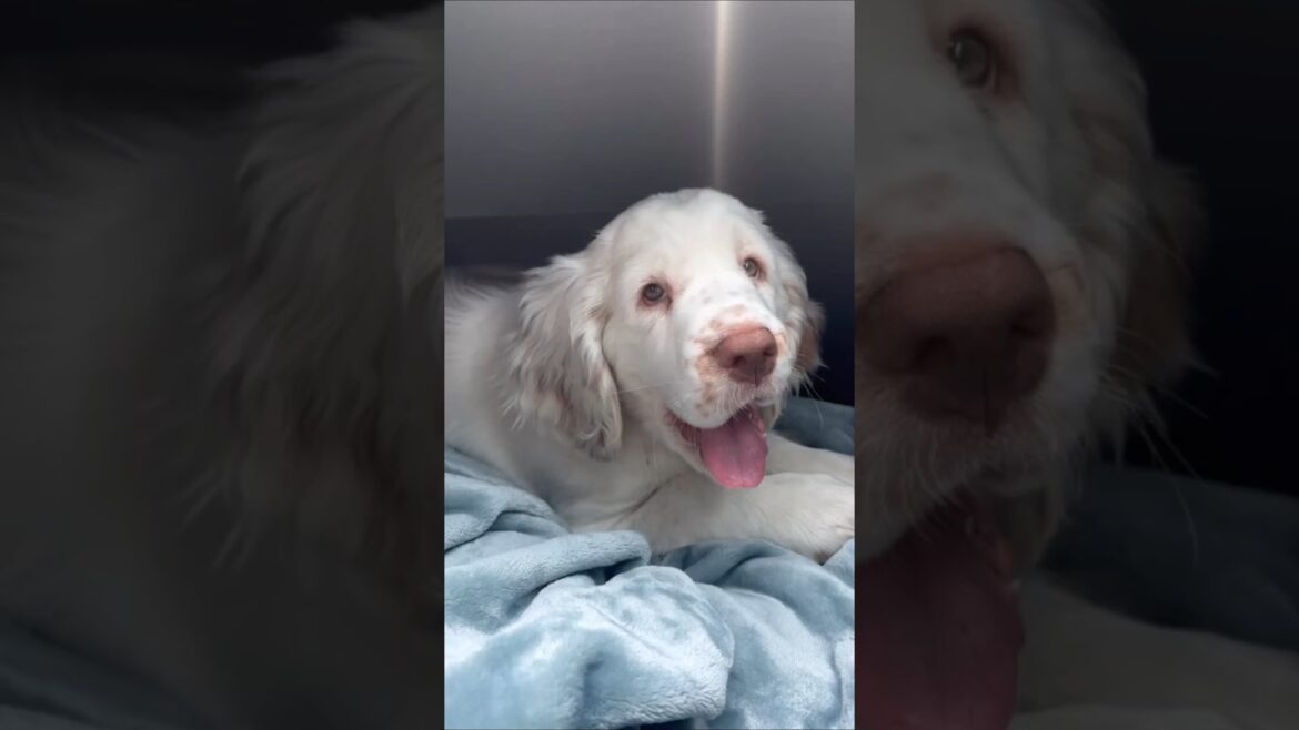 Do you love Clumber Spaniel? #clumber #dog #animals