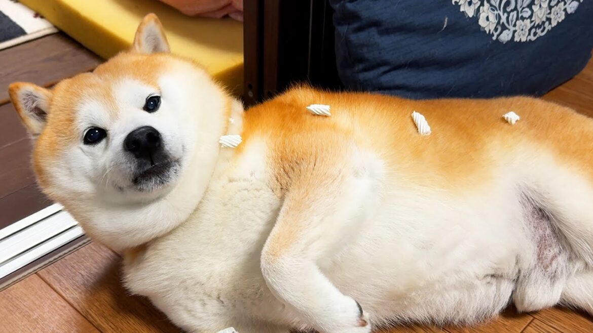 なでなでするたびに、ないしょで柴犬の上にちっちゃい骨ガム置いてみた