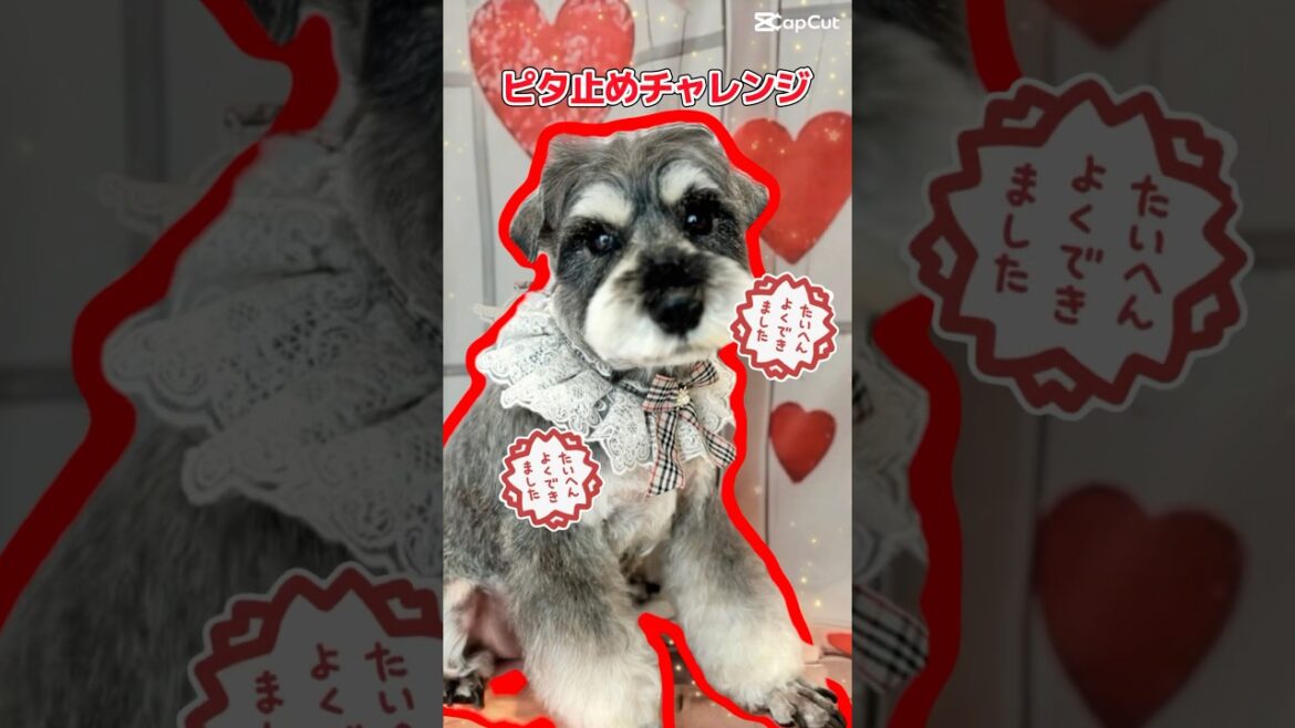 【ミニチュアシュナウザー】挑戦者求む❣️【ピタ止め王者】は誰だ❣️🐕‍🦺🐾#ピタ止めチャレンジ #福岡犬民 #ミニシュナ部 #ミニシュナ #犬好きさんと繋がりたい #ミニシュナのレミオ