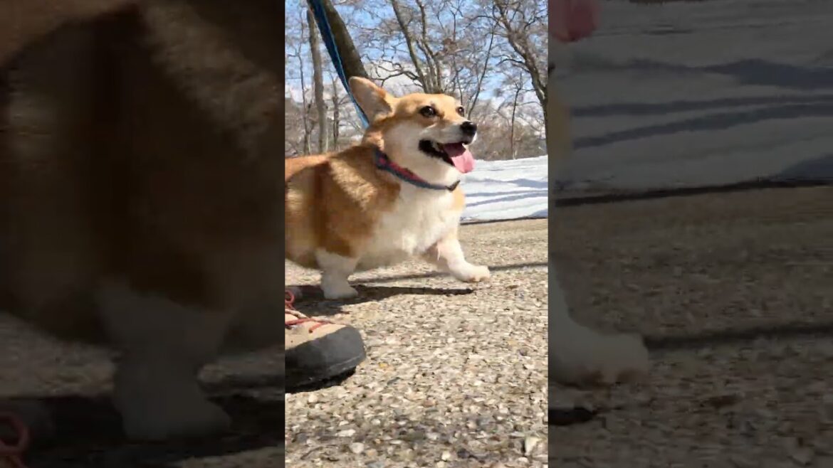 軽やかに歩くコーギー / A Corgi walks lightly #コーギー #corgi #サクラ